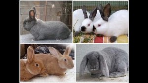 Окружающий мир 4 класс ч.1, тема урока "Животноводство в нашем крае", с.195-203, Школа России.