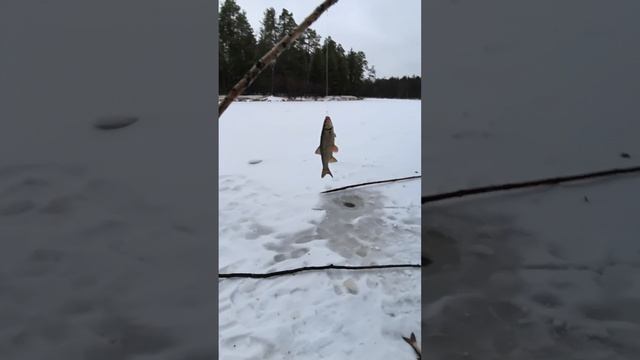 видео рыбалка на плотву