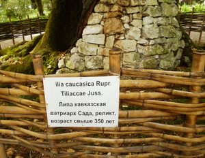 Липа кавказская в Ботаническом саду Сухума (возраст более 350 лет)