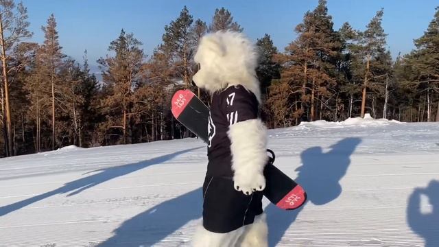 Ушёл из хоккея?! Белый медведь хоккейного клуба Трактор сменил хоккей на сноуборд