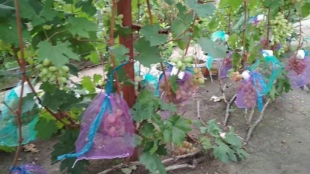 Виноград Преображение. Воронеж 19.08.21. смотреть онлайн