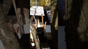 ПРИВИВКА Черешни на вишню(на ствол) часть 1