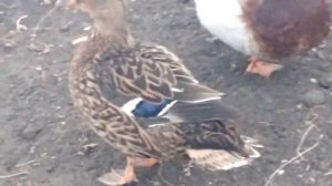 Подсадные утки на прогулке. На дворе уже 31.01.2023