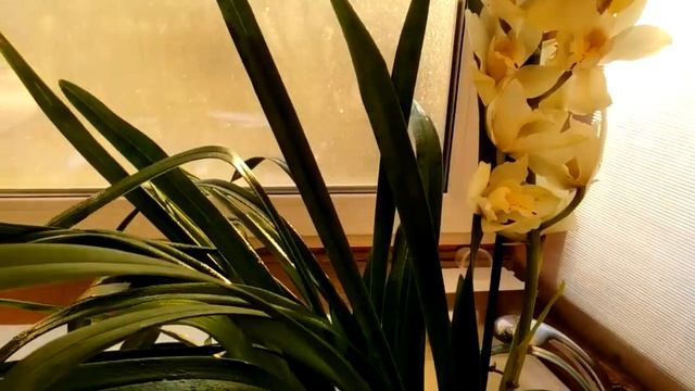 Cymbidium. Цимбидиум после покупки. Шаг второй, обработка от вредителей смотреть онлайн