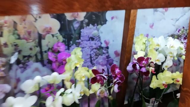 #JMP #Орхидеи #ФудСити
Новый завоз Фаленопсисов в JMP
Очень много красоты смотреть онлайн