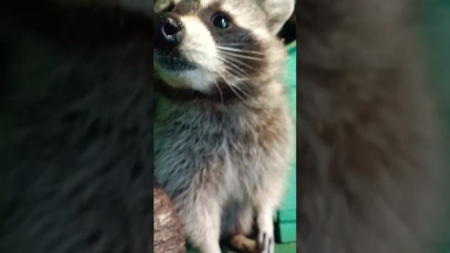 #ямыилюша ##помощьбездомнымживотным ##зима ##котики ##енот ##собачки