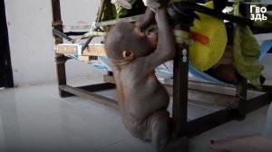Маленький Орангутан Кричит от Ужаса, но Успокаивается в Добрых Руках