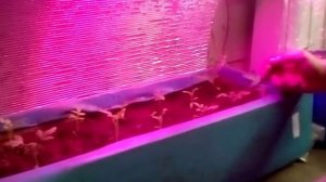 Фитосветильник своими руками.