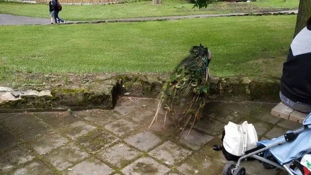 Наглый павлин ?? смотреть онлайн