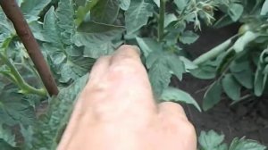 Томат Спящая леди гном.