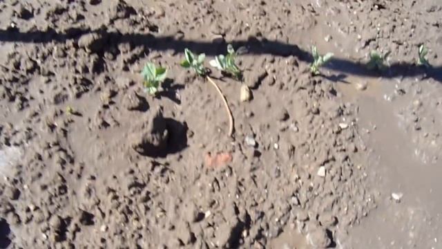 Зеленый горошек полив и обзор. смотреть онлайн