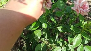 Розы первогодки! ЛПХ "Кубань роза"