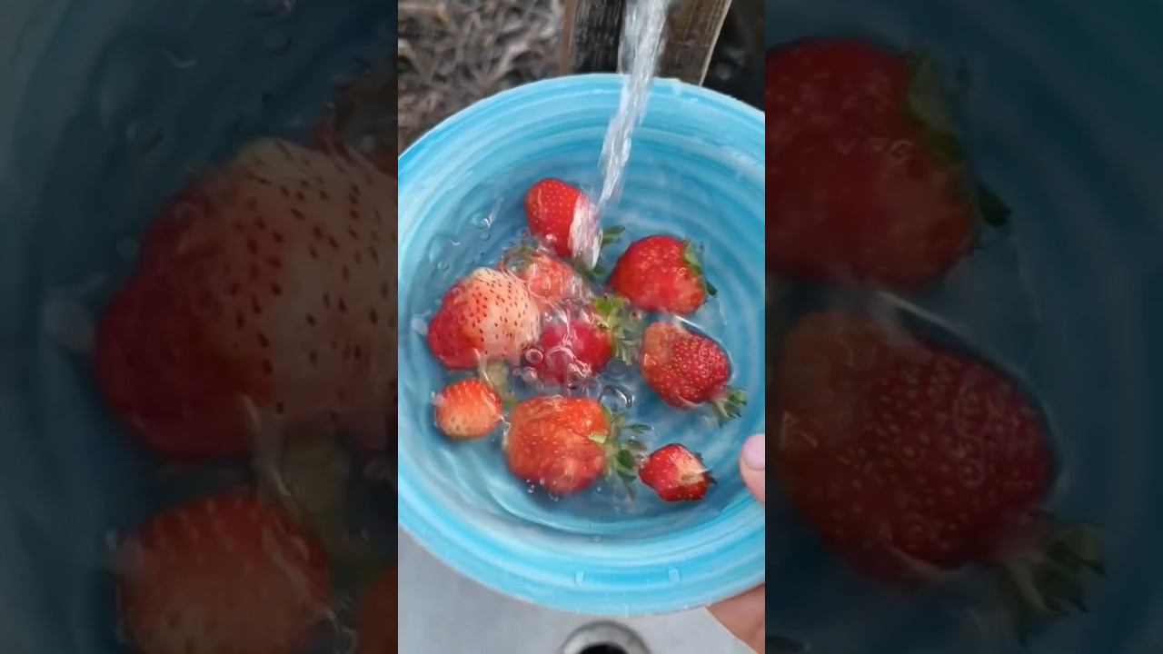 Клубника в Сибири в мае