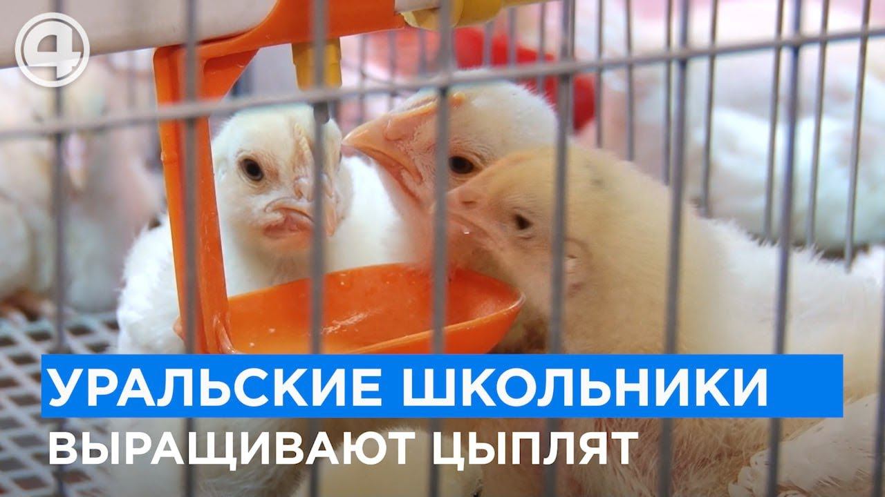 Острые крылышки в KFC? А как же на самом деле выращивают пернатых? От цыпленка до взрослой курицы