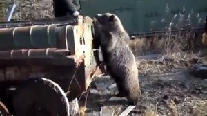 Дикий Медведь