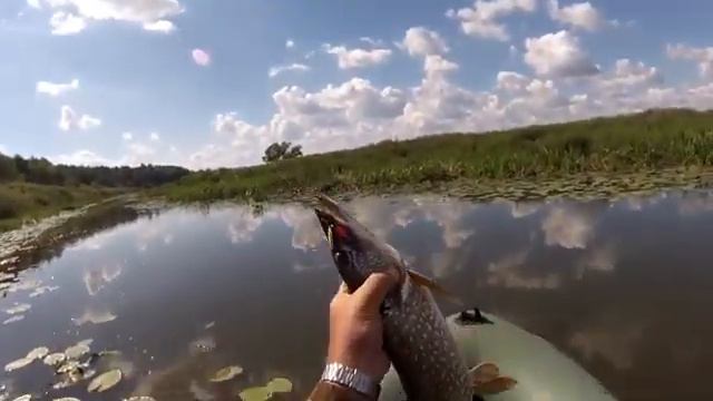 Окунь на ультралайт, а щука не дремлет смотреть онлайн