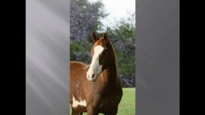 Лошади для детей (слайды под музыку с лошадками для деток)