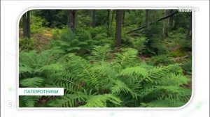 Урок для 3-х классов на тему «Разнообразие растений».