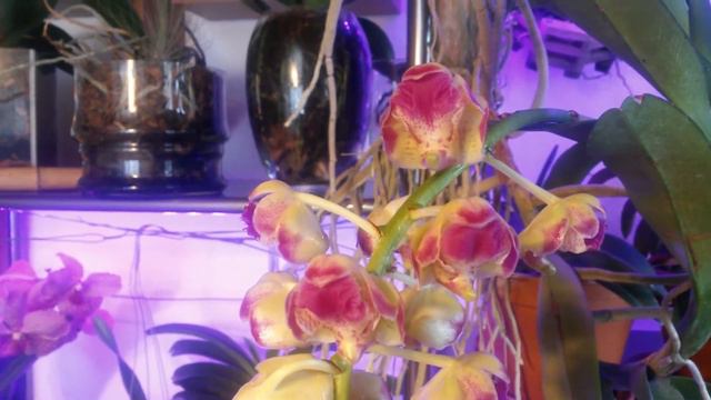 Распускаеться Орхидея Aerides Korat Koki смотреть онлайн
