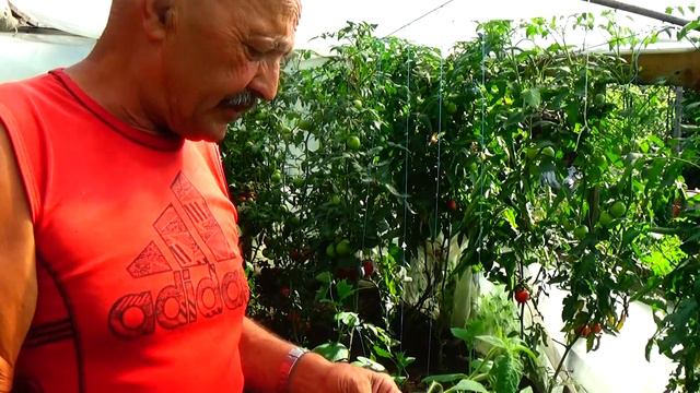 Свои помидоры на Новый Год? А почему бы и нет! смотреть онлайн