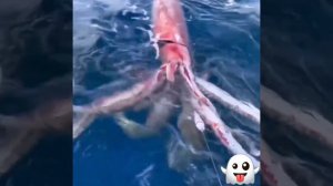 кальмар Гумбольдта/Humboldt,s sguid.