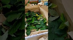 Посылка с земляникой от Татьяны Гречишниковой