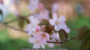 Яблоня Анис