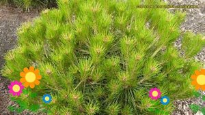 Сосна густоцветная Алис Веркаде. Краткий обзор, описание pinus densiflora Alice Verkade