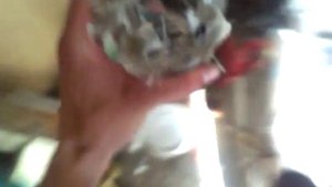 Как перемотать статор электродвигателя