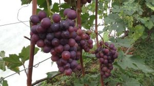 Как понять что виноград созрел и зачем мерять сахар в столовых сортах?