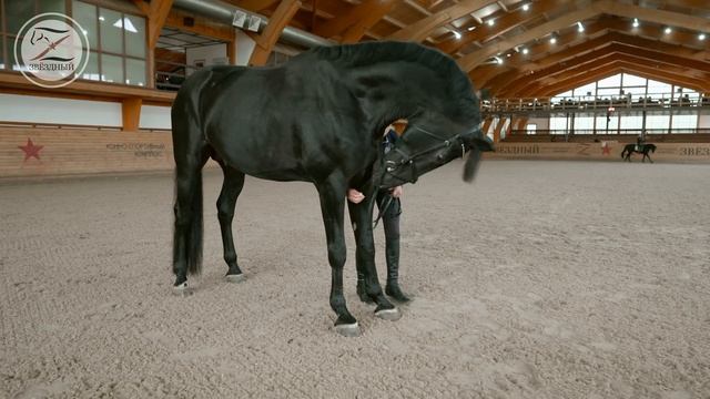 Алиса Сидоран и ее конь INDIGO SOLLENBURG смотреть онлайн