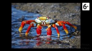 Удивительные соседи. Краб