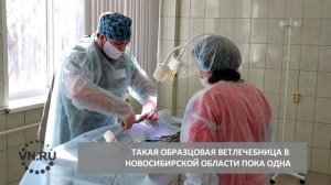 Ветклиники нового поколения появятся в Новосибирской области