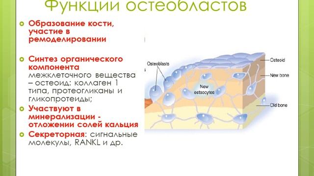 Костная ткань Остеобласт смотреть онлайн