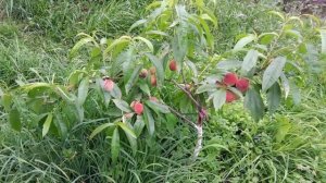 Будем мати домашні ранні персики на Дачі@Dacha_Sad_Gorod