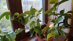 Лимон Пандероза, цветение и плодоношение