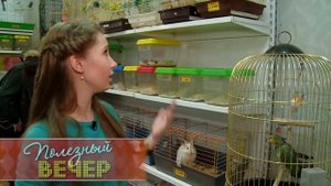 Выбираем птичку