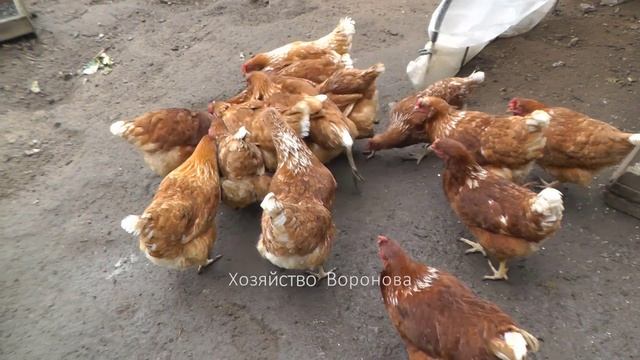 Хозяйство Воронова | Куры | Рыба для кур