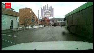 Мужчина на машине нарочно сбил собаку