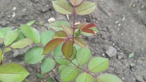 Роза " Хулио Иглесиас". Первое цветение.