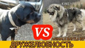 # кавказская овчарка против ротвейлера//ANIMALS BATTLE BIT.