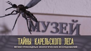 МУЗЕЙ ПРИКЛАДНЫХ ЭКОЛОГИЧЕСКИХ ИССЛЕДОВАНИЙ | Тайны карельского леса