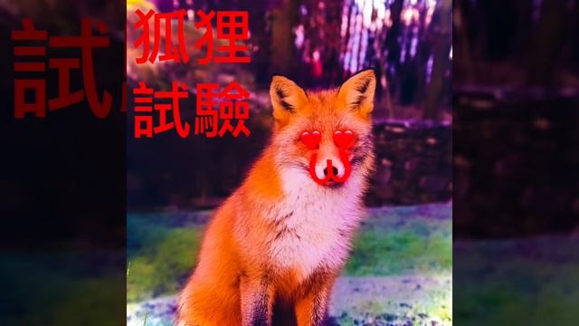 lisichka - experimental смотреть онлайн