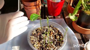 Хлебное Дерево - Jackfruit из Семян-Самый Лёгкий Способ 😄🤗❤️