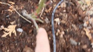 Приручаю розы Кордана из горшочков. Как они пережили супер морозную зиму.