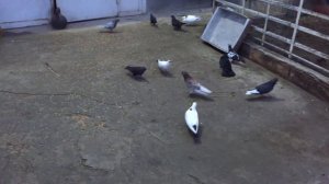 Болезни голубей.