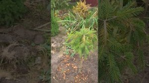 ель обыкновенная Форманек. Picea abies Formanek. Садовый дневник. 25.10.23