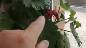 Чем нужно удобрять растение / биогумус от чёрной львинки / герань