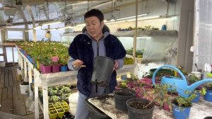 Перевалка гортензии в зиму, ампельная, черешковая. Отключаю досветку. 02.12