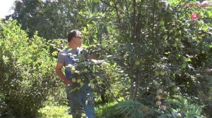 Приспособление для сбора яблок своими руками #urozhainye_gryadki